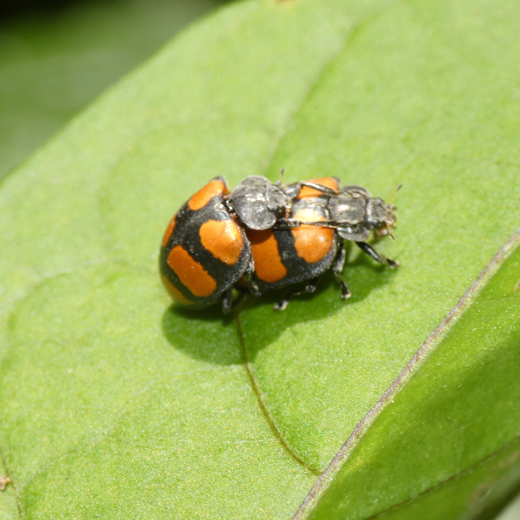 Chnootriba morosa