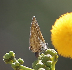Leptotes trigemmatus