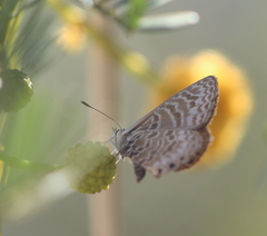 Leptotes trigemmatus