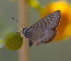 Leptotes trigemmatus