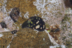 Nerita japonica