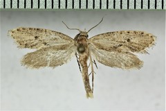 Acrolophus variabilis