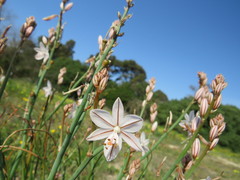 Asphodelus fistulosus