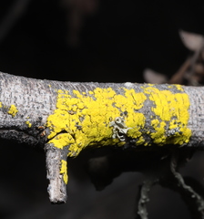 Candelariella vitellina