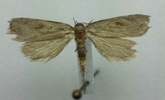 Agonopterix argillacea