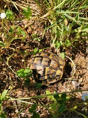 Testudo hermanni hermanni