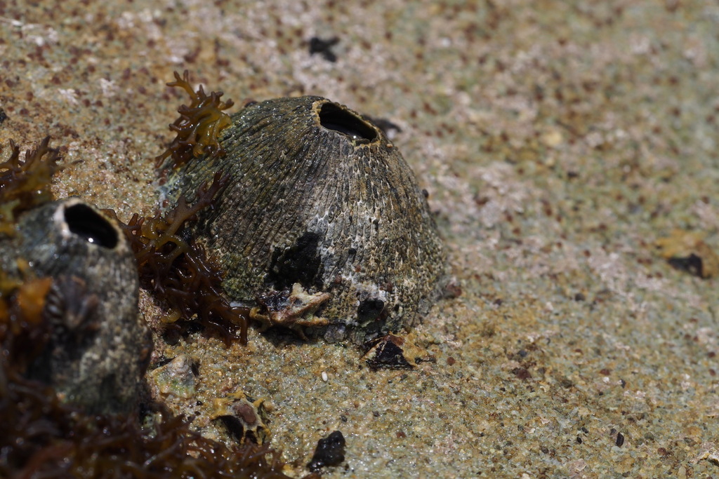 Green Volcano Barnacle from Shirahama, JP-WK, JP on May 6, 2015 at 10: ...