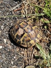 Testudo hermanni hermanni