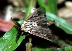 Eumeta variegata