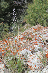 Caulanthus crassicaulis