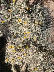 Sericeae