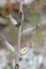 Caulanthus crassicaulis