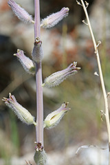 Caulanthus crassicaulis
