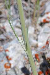 Caulanthus crassicaulis