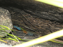 Platysaurus intermedius rhodesianus