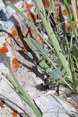 Caulanthus crassicaulis