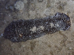 Actinopyga varians