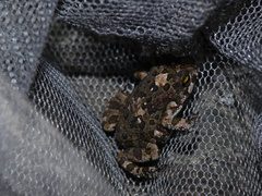 Poyntonophrynus fenoulheti