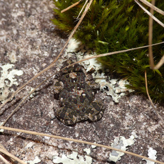 Poyntonophrynus fenoulheti