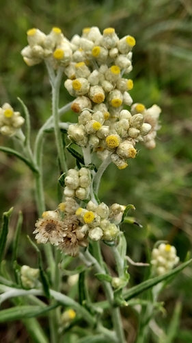 Pseudognaphalium gaudichaudianum (DC.) Anderb.