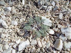 Chaenactis douglasii douglasii