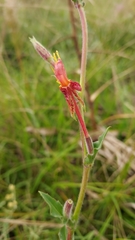 Oenothera parodiana