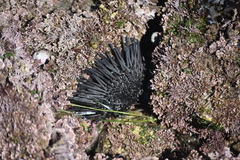 Mesocentrotus franciscanus