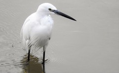 Egretta garzetta garzetta