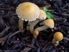 Leratiomyces riparius