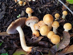 Leratiomyces riparius