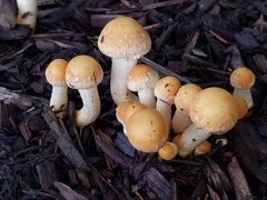 Leratiomyces riparius