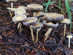 Leratiomyces riparius