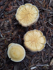 Leratiomyces riparius