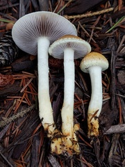 Leratiomyces riparius
