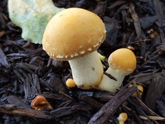 Leratiomyces riparius