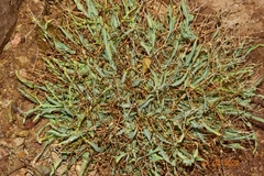 Launaea lanifera