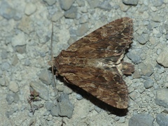 Apamea syriaca