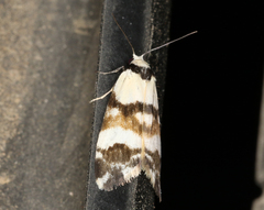 Thallarcha albicollis