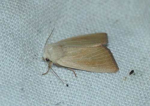 Arenostola phragmitidis