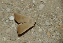 Arenostola phragmitidis
