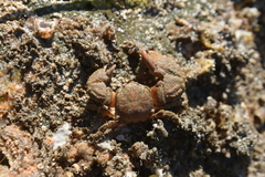 Pachycheles pubescens