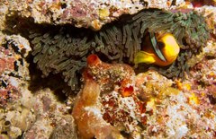 Amphiprion nigripes