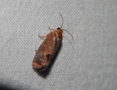 Cryptophlebia peltastica