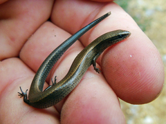 Ablepharus anatolicus