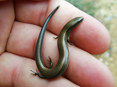 Ablepharus anatolicus