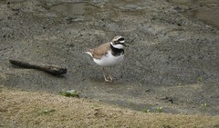 Charadrius dubius