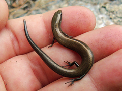 Ablepharus anatolicus