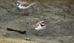 Charadrius dubius