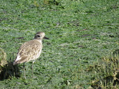 Pluvialis squatarola