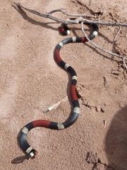 Micrurus pyrrhocryptus